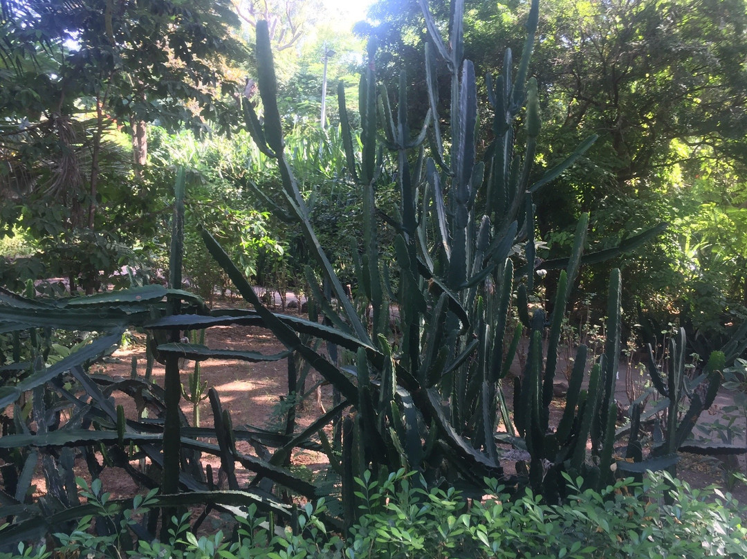 Bakau's Botanical Gardens景点图片