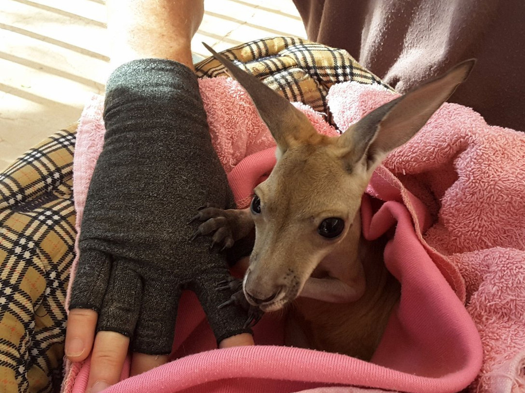 Josephine's Gallery and Kangaroo Orphanage-库伯佩迪必去景点