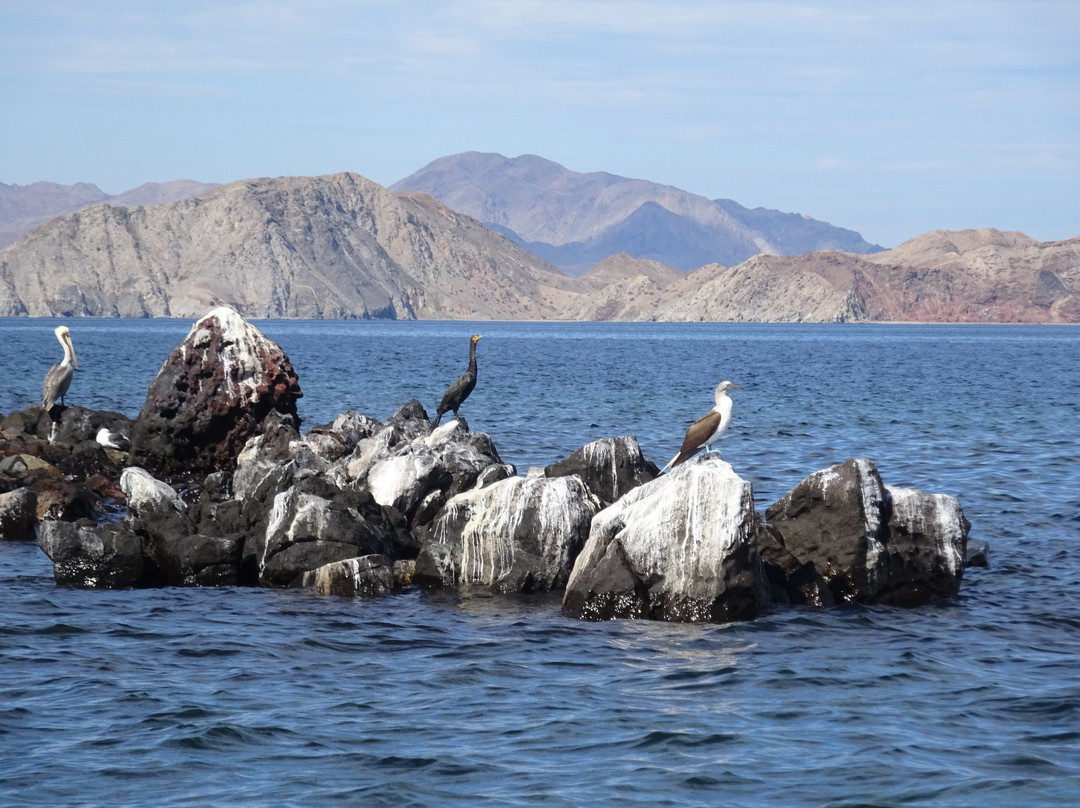 Bahia de Los Angeles景点图片