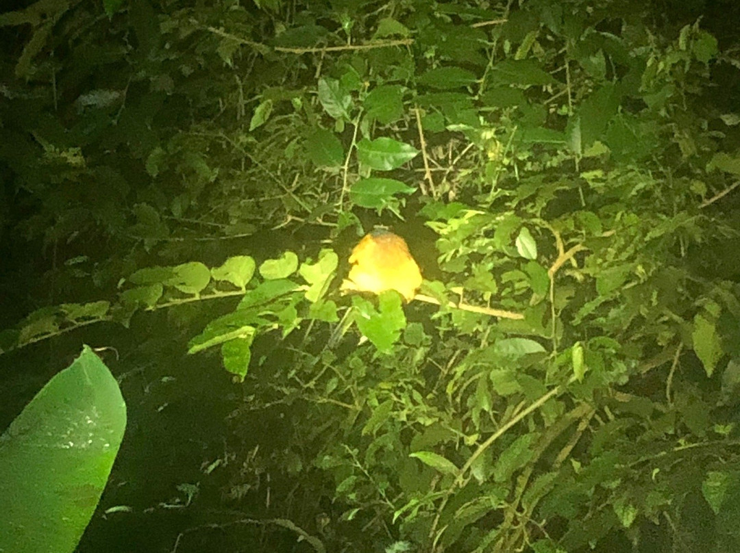 Coffee'N Jungle Night Tour-蒙特沃德必去景点