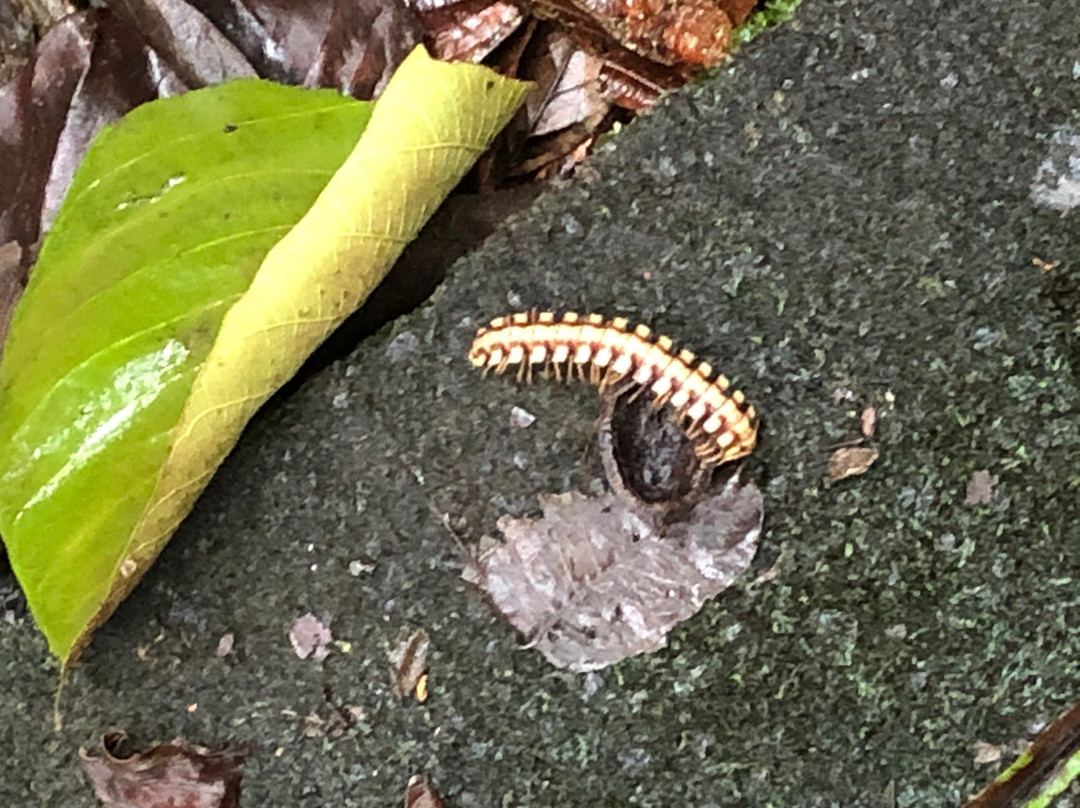 La Selva Biological Station主图