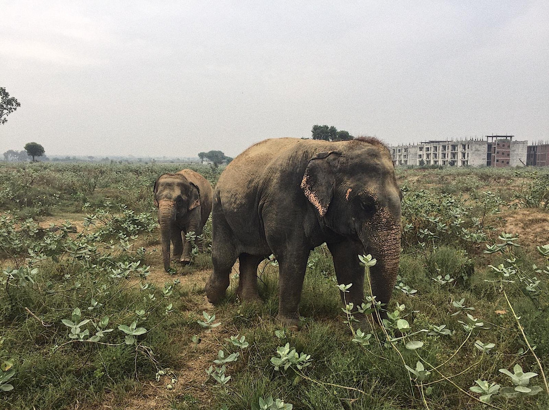 Elephant Conservation & Care Center景点图片