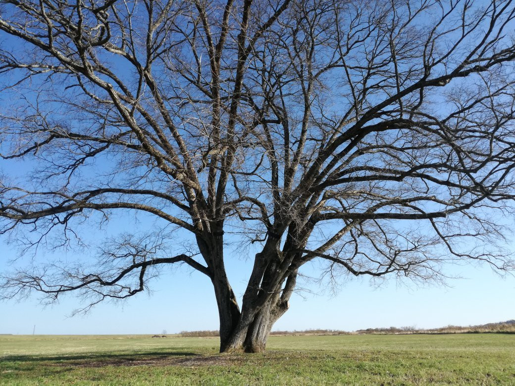 Harunire Tree-丰顷町必去景点