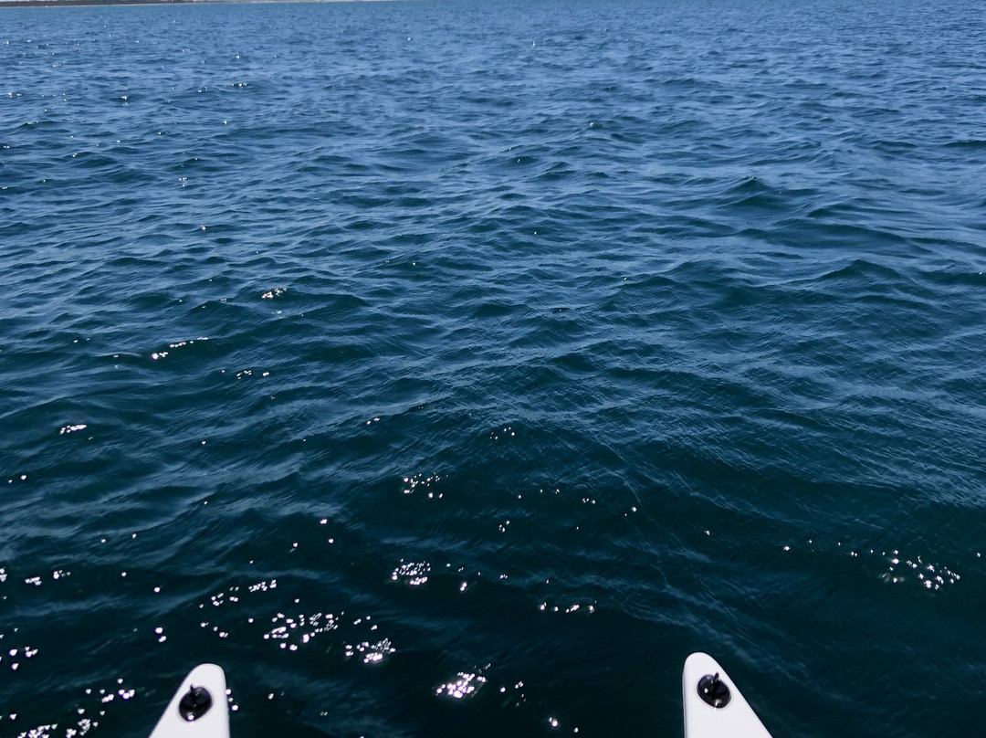 Port Stephens Paddlesports景点图片