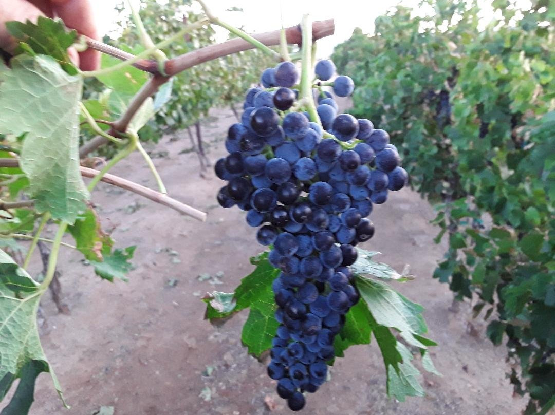 Cella Winery-金曼必去景点