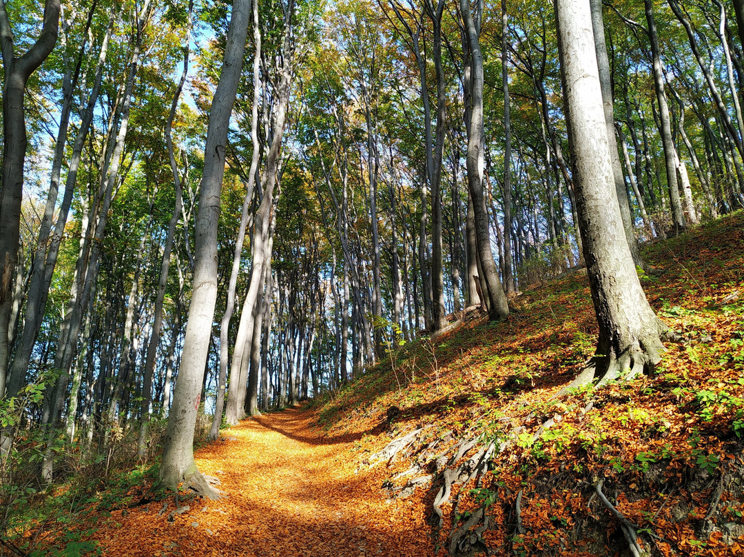 Lipowiec Nature Reserve景点图片