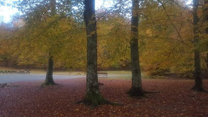 Beech Forest-拉尔维克必去景点
