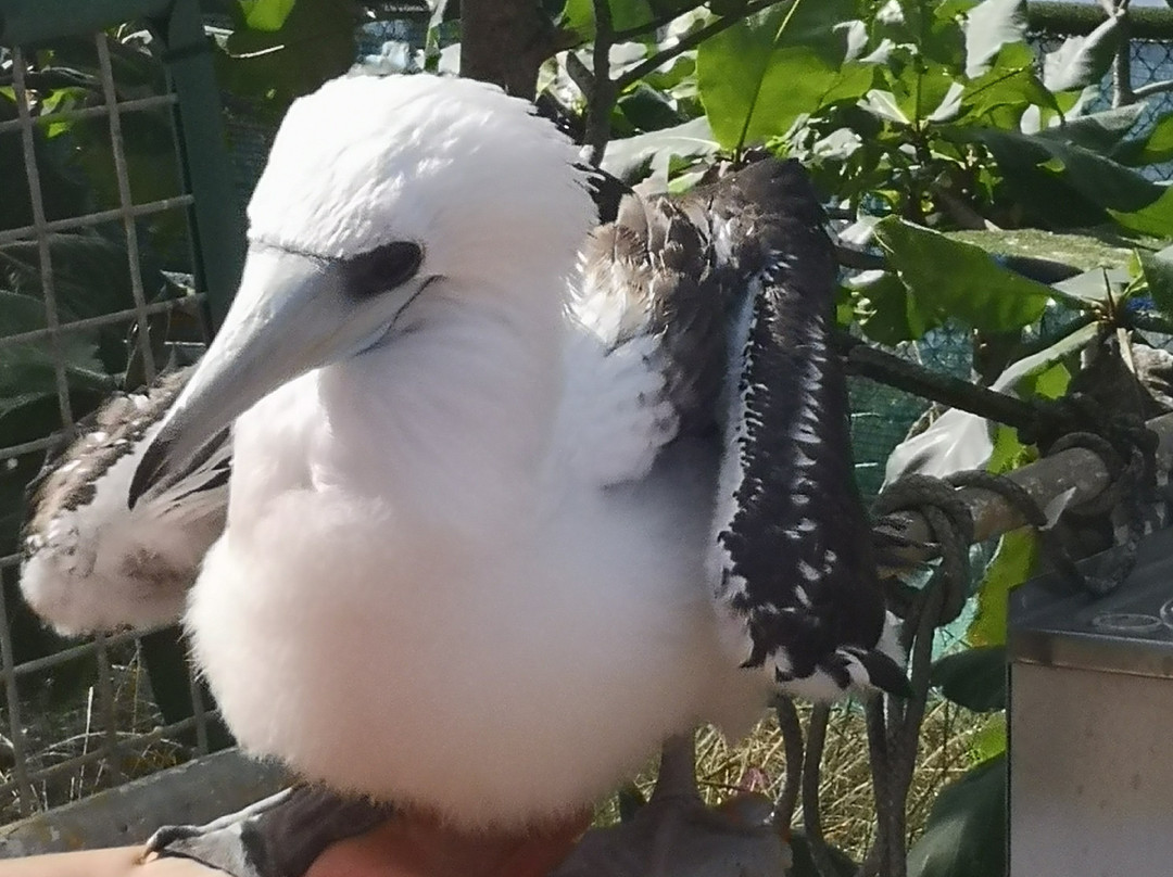 National Park Bird Feeding-圣诞岛必去景点