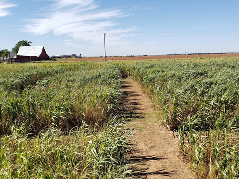 Daze in a Maze-Enid必去景点