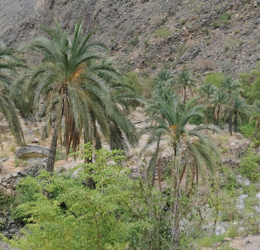 Wadi Al Asami-Wadi Bani Awf必去景点