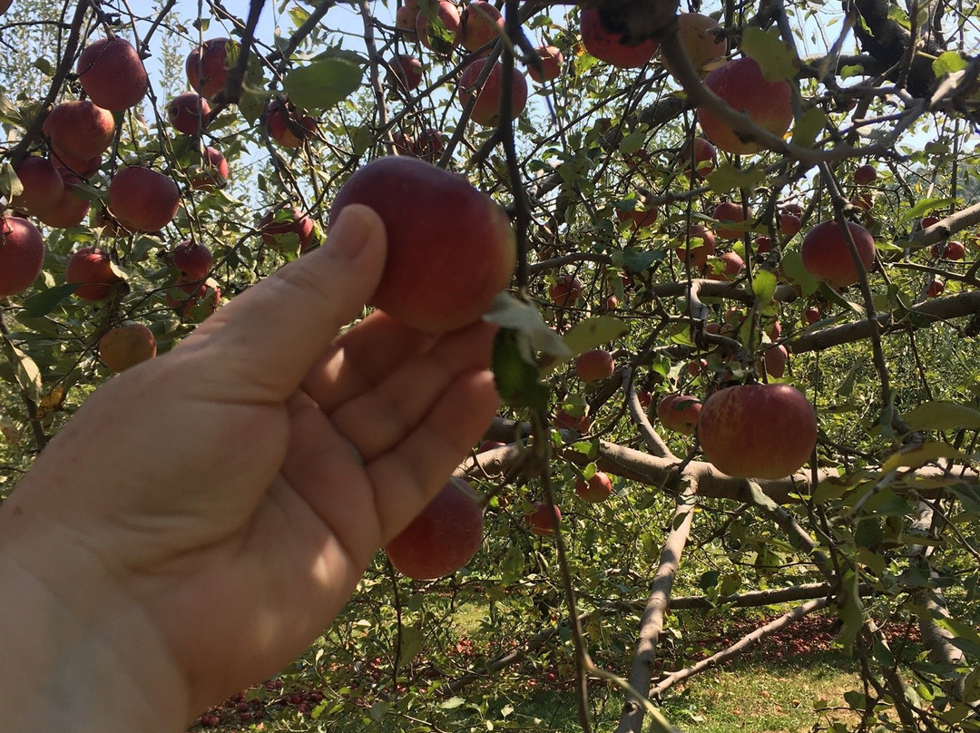 Stribling Orchard景点图片