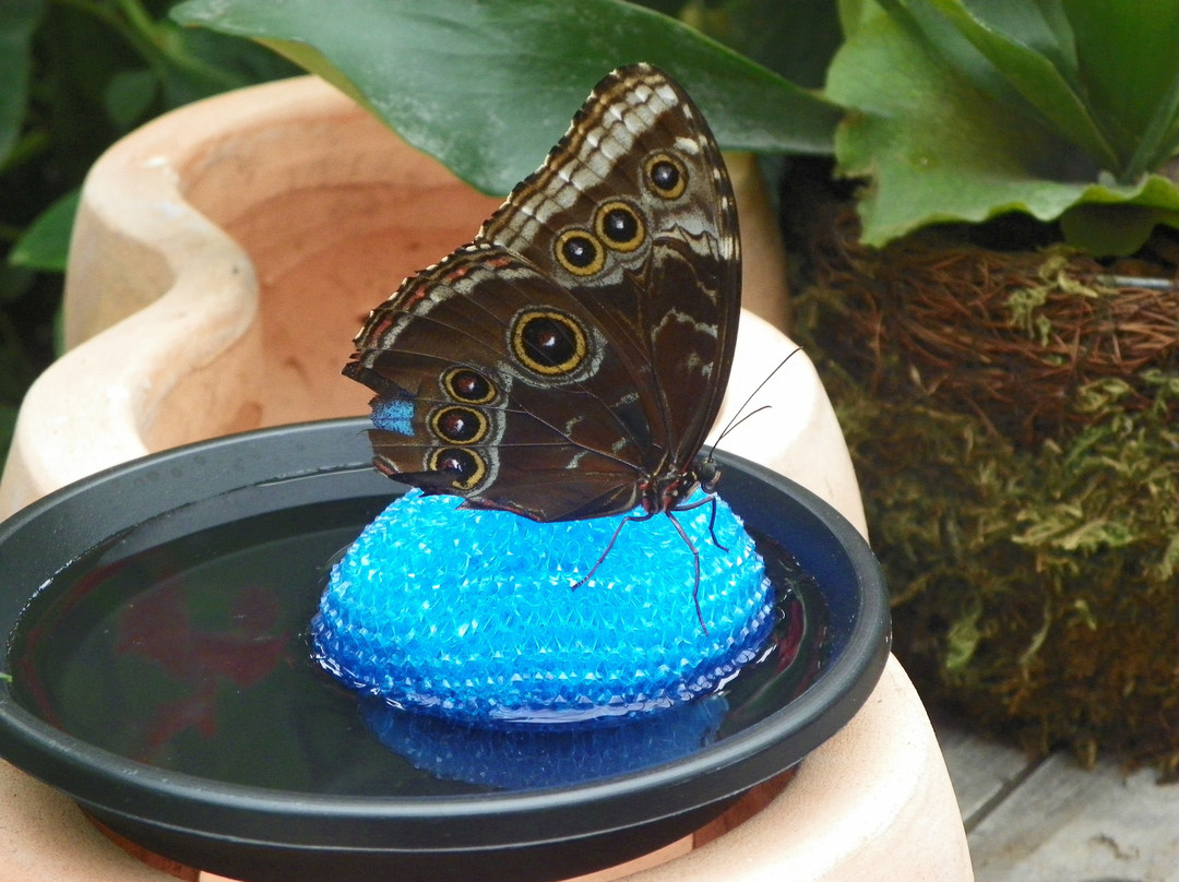 Wings of Mackinac Butterfly Conservatory景点图片