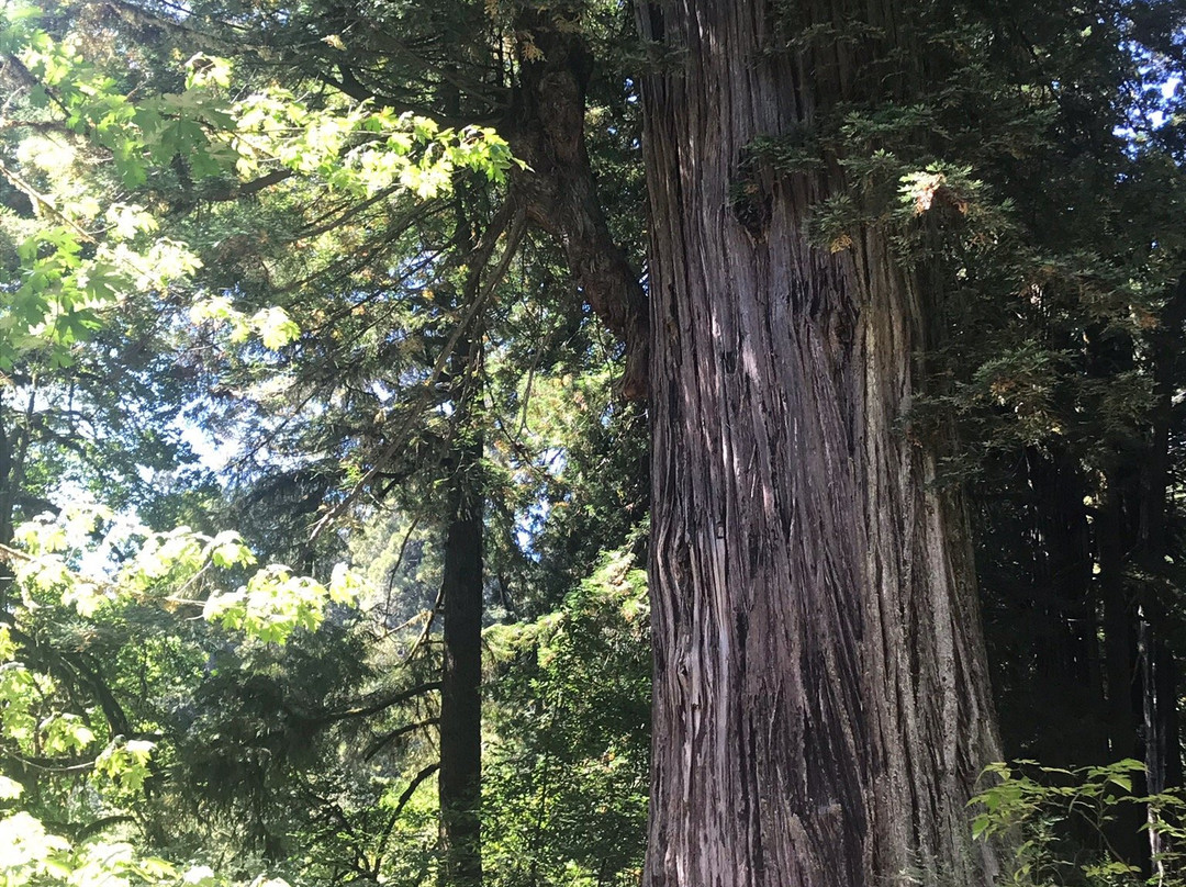 Big Tree景点图片