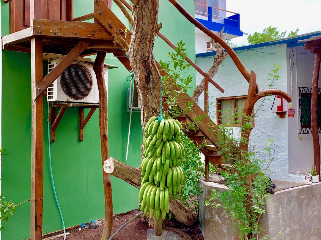 Hostal La Jungla主图