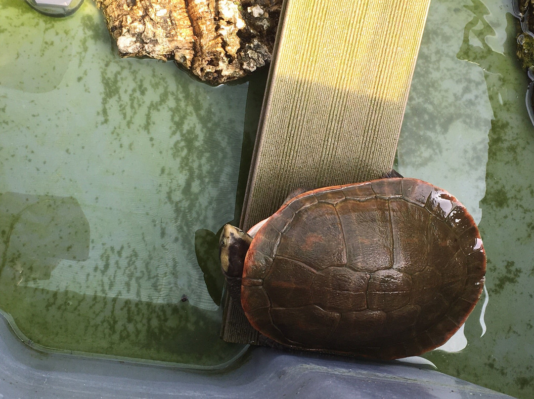 Le Refuge des Tortues