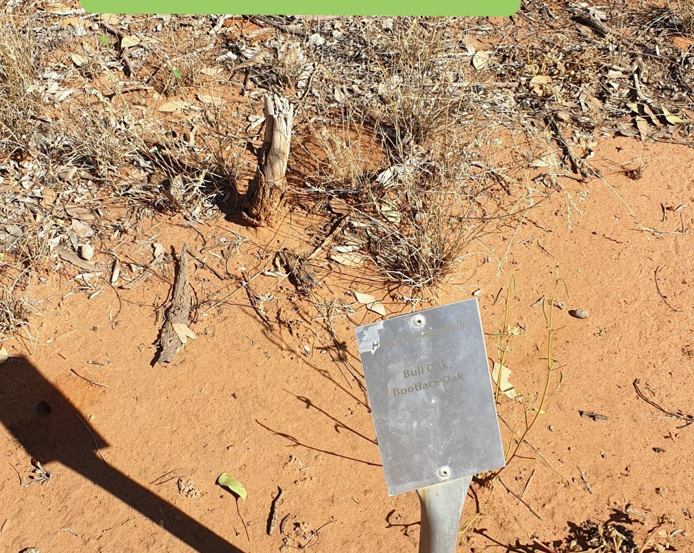 Barcaldine Botanical Walk-Barcaldine必去景点