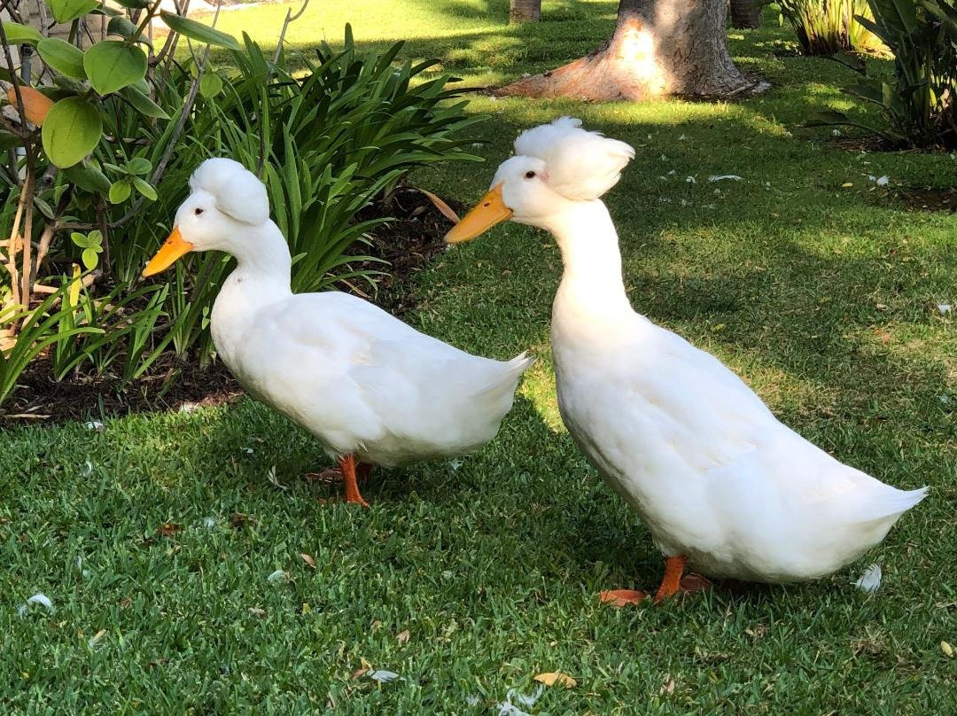 圣塔芭芭拉华美达酒店主图