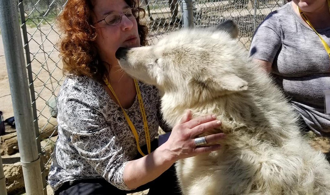 Wild Spirit Wolf Sanctuary-Ramah必去景点