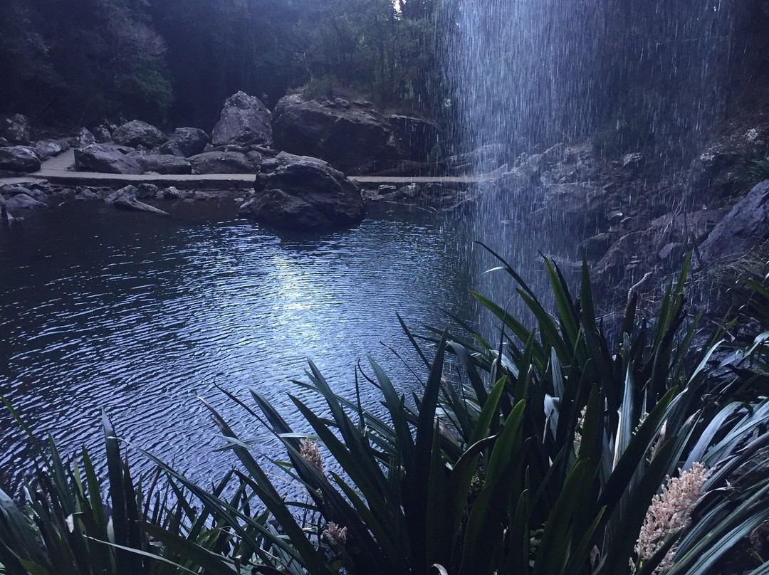 Rosellas On Springbrook主图