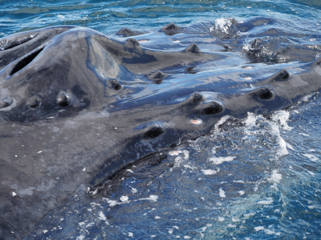 Spirit of Gold Coast Whale Watching-梅因海滩必去景点