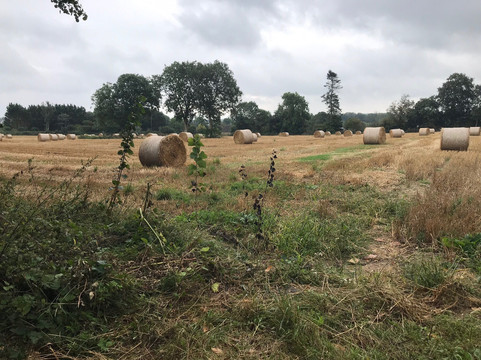 Petite Reine-巴约必去景点