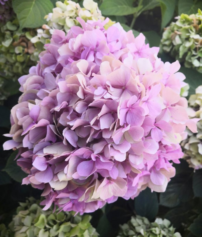 泛西恩菲洛克希尼亚酒店主图