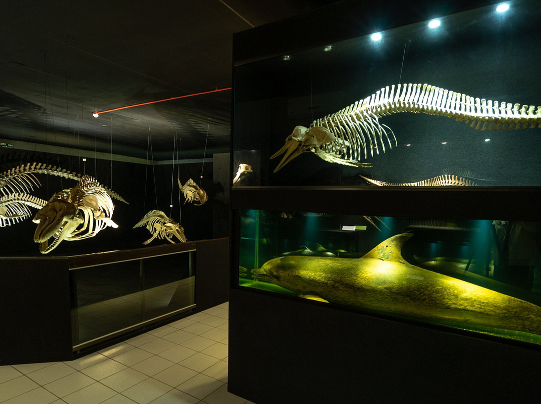 Univali Oceanographic Museum景点图片