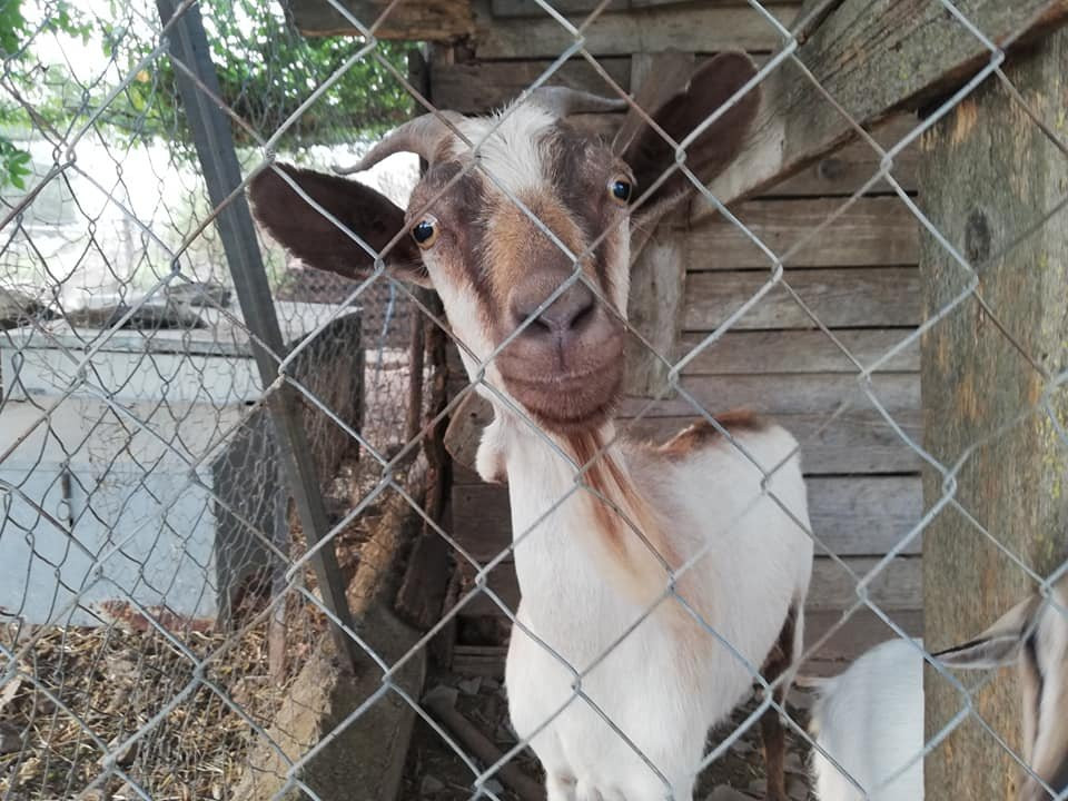 Agriturismo Sas Pretas Latas主图