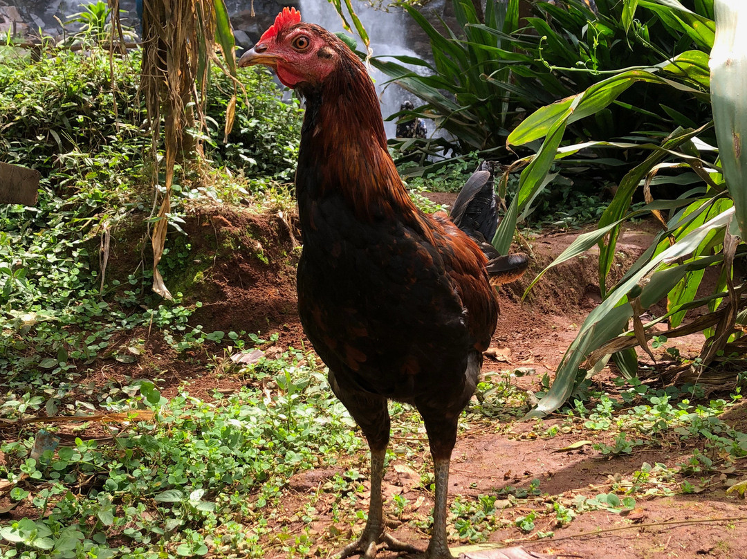 Friends of Usambara Society-卢绍托必去景点