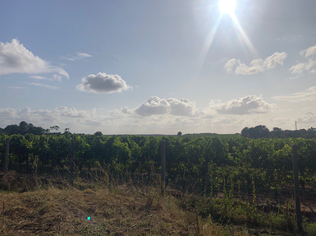 Domaine des Tilleuls主图