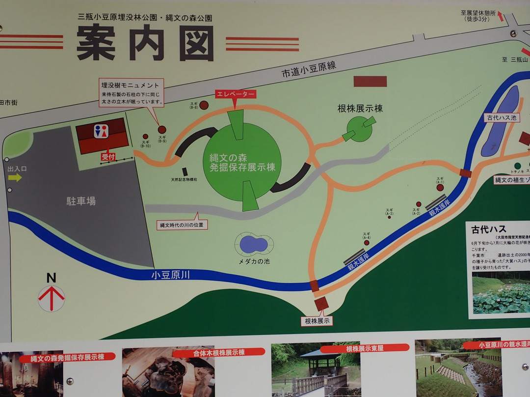 Sanbe Azukihara Burried Trees Park-大田市必去景点