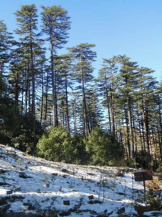 Dhanaulti Adventure Park景点图片