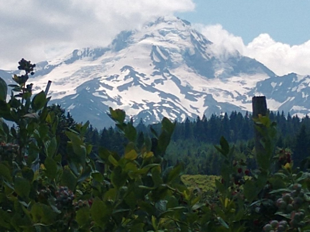 Kiyokawa Family Orchards-Parkdale必去景点