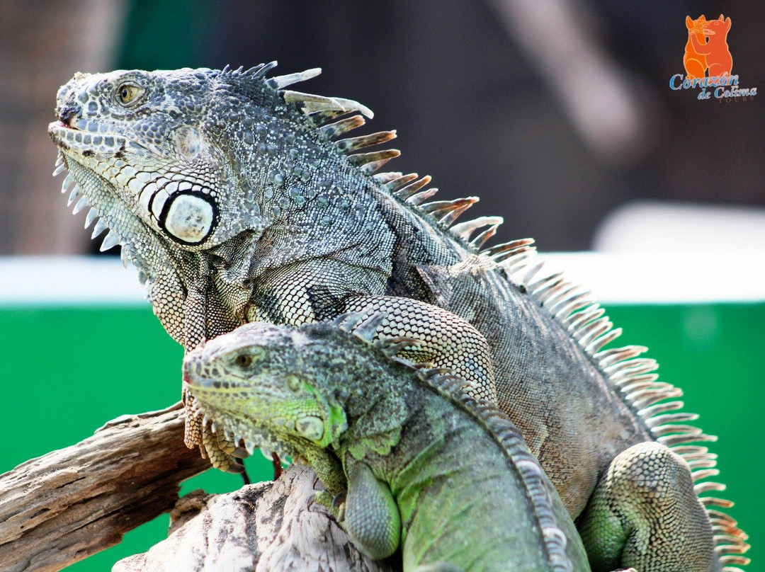 Corazon de Colima Tours-Colima必去景点