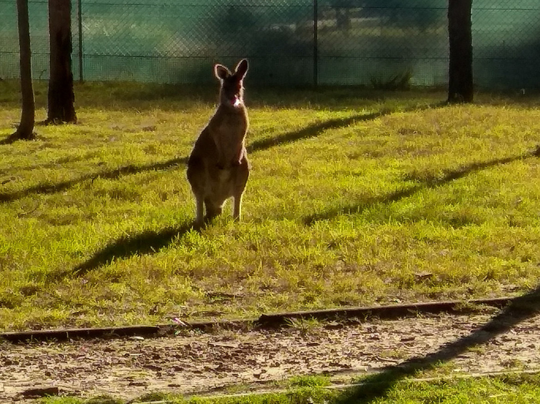 Wirrimbirra Sanctuary-Bargo必去景点