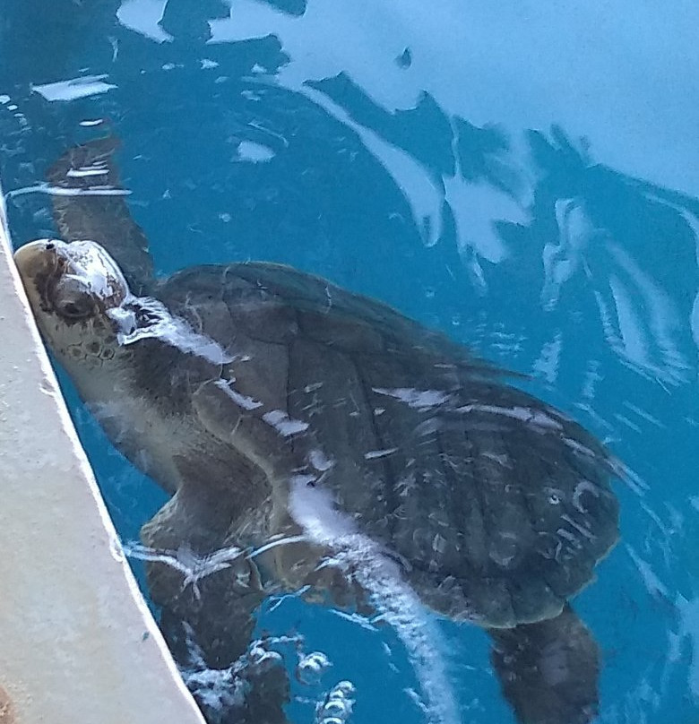 Hotel Eco Atlântico主图