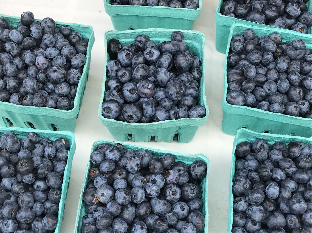 Square Gardens-费耶特维尔必去景点