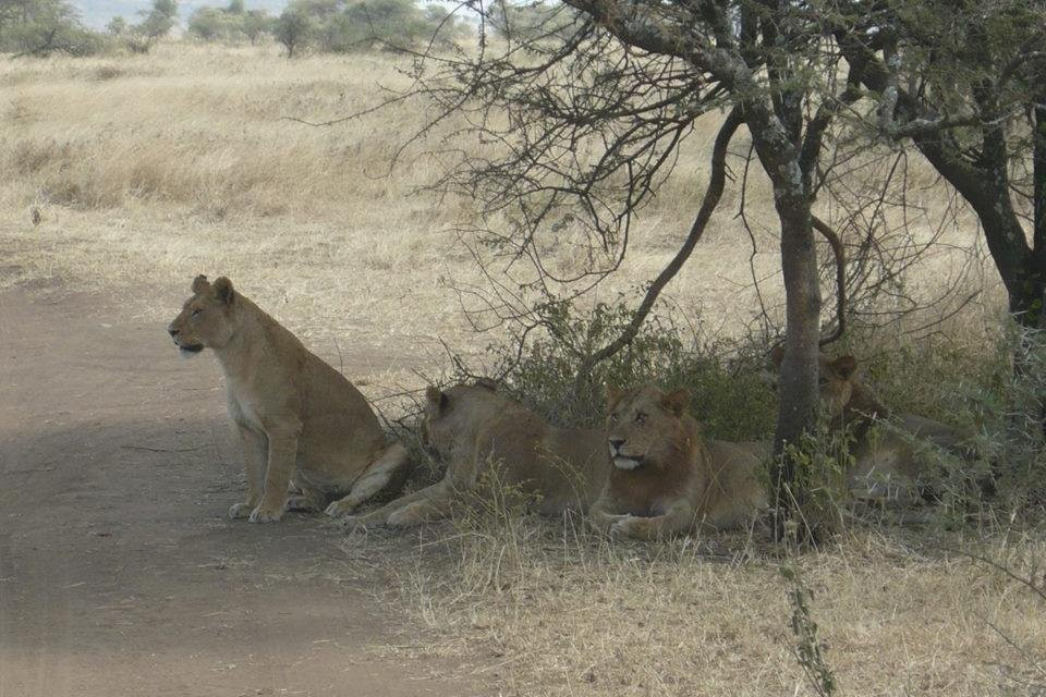 The Expert Holidays.-石头城必去景点