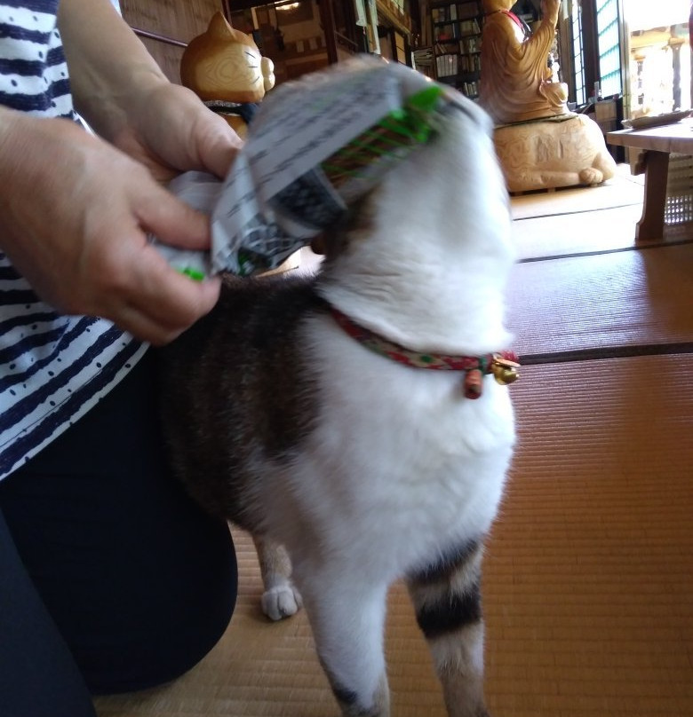 Unrin-ji Cat Temple-萩市必去景点