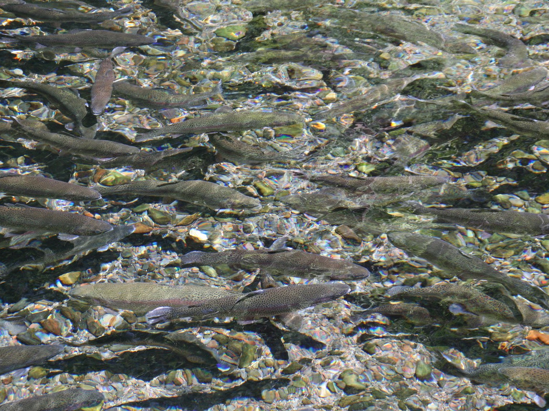 Klamath Fish Hatchery景点图片