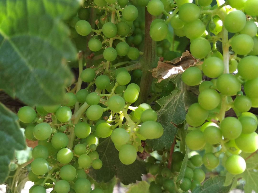 Israel Wine Journeys-Beit Shemesh必去景点