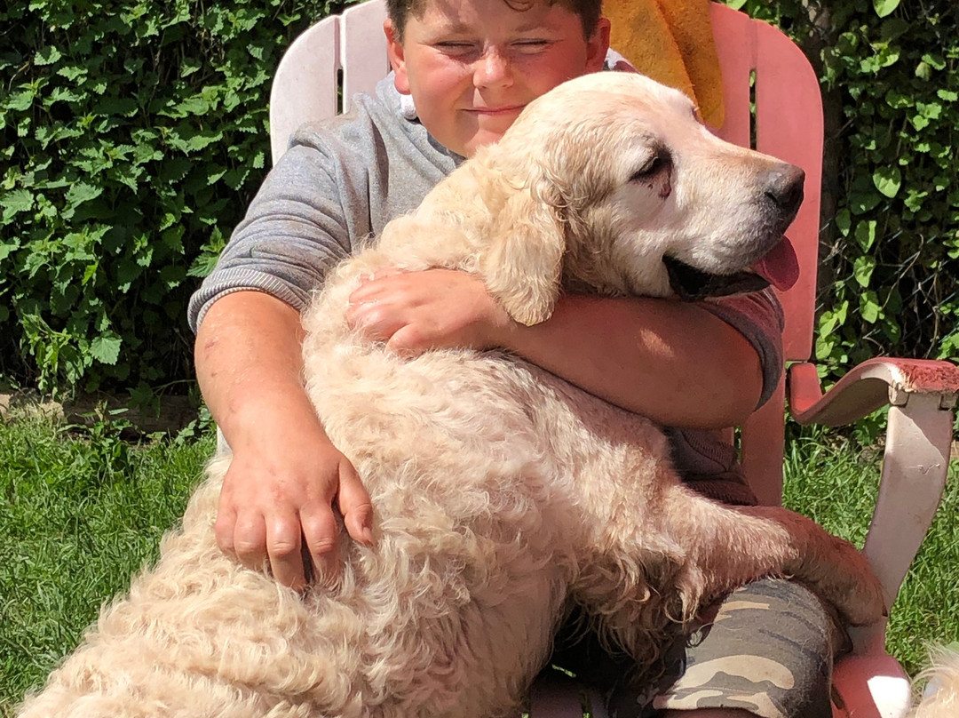 The Golden Retriever Experience景点图片