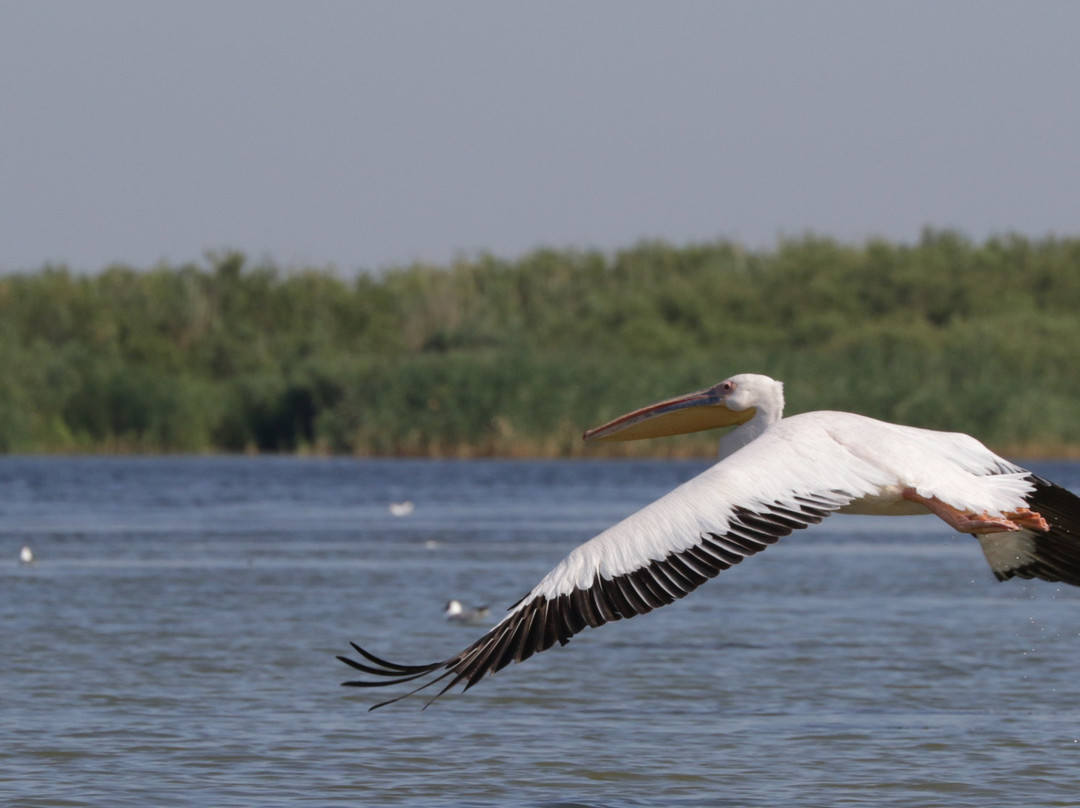 Danube Delta Wildlife Boat Tours景点图片