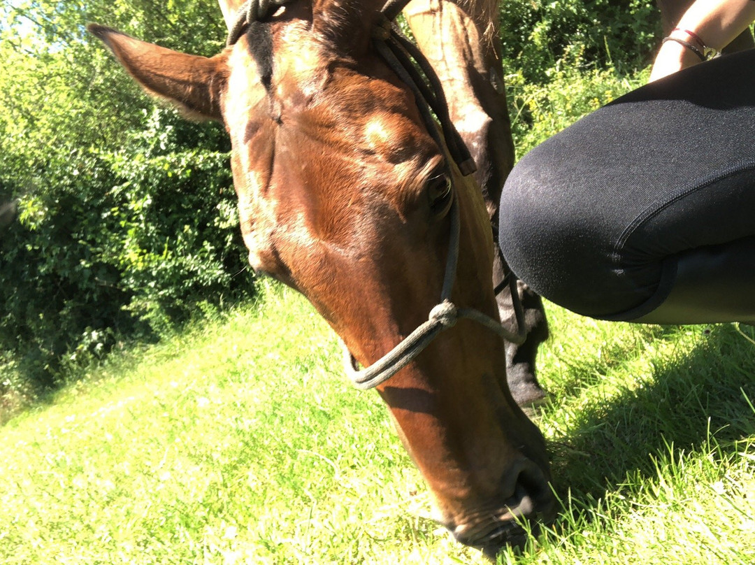 Balades à cheval à Chantilly景点图片