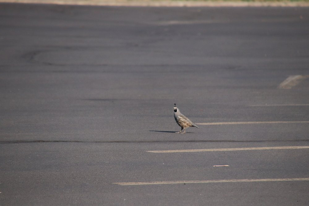 Yantis Park-Milton Freewater必去景点
