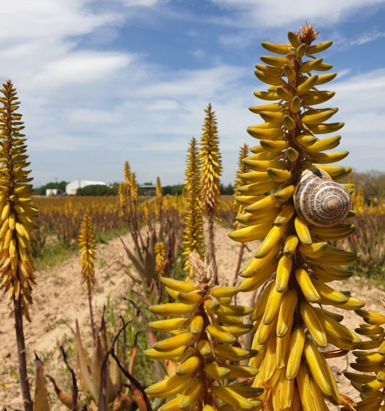 Aloe Vera Farm Mallorca景点图片