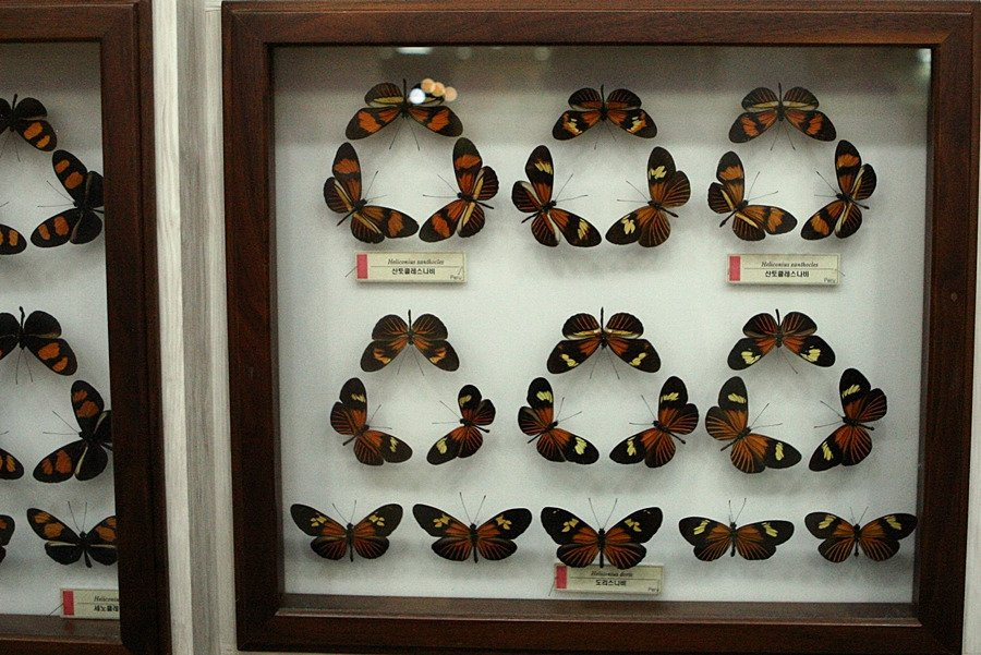 Hampyeong Expo Park - Butterfly Insect Specimen Exhibition hall-咸平郡必去景点