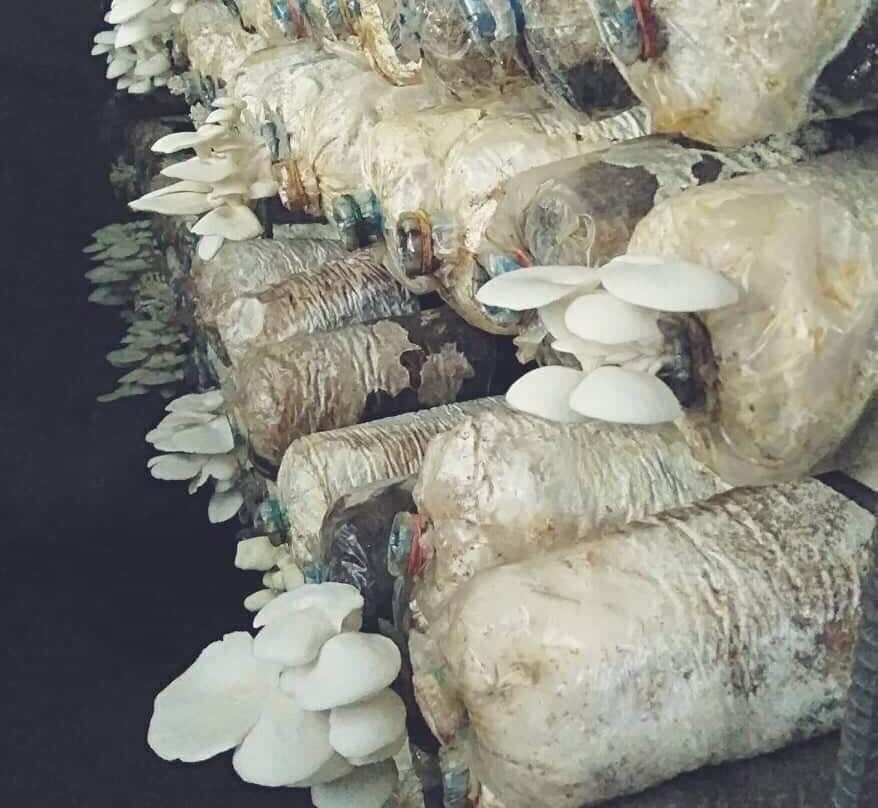 Omoyon Bee Farm-杜马盖地必去景点