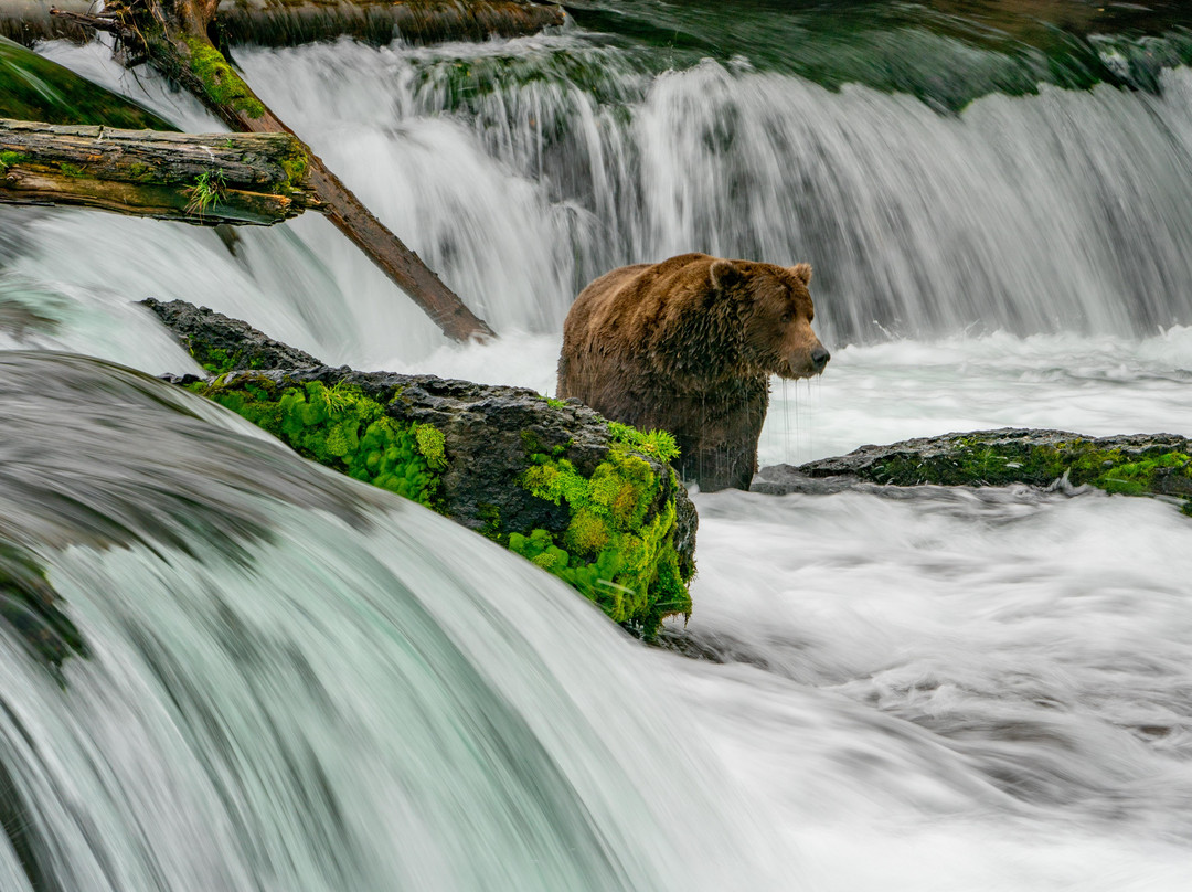 Katmai Water Taxi景点图片