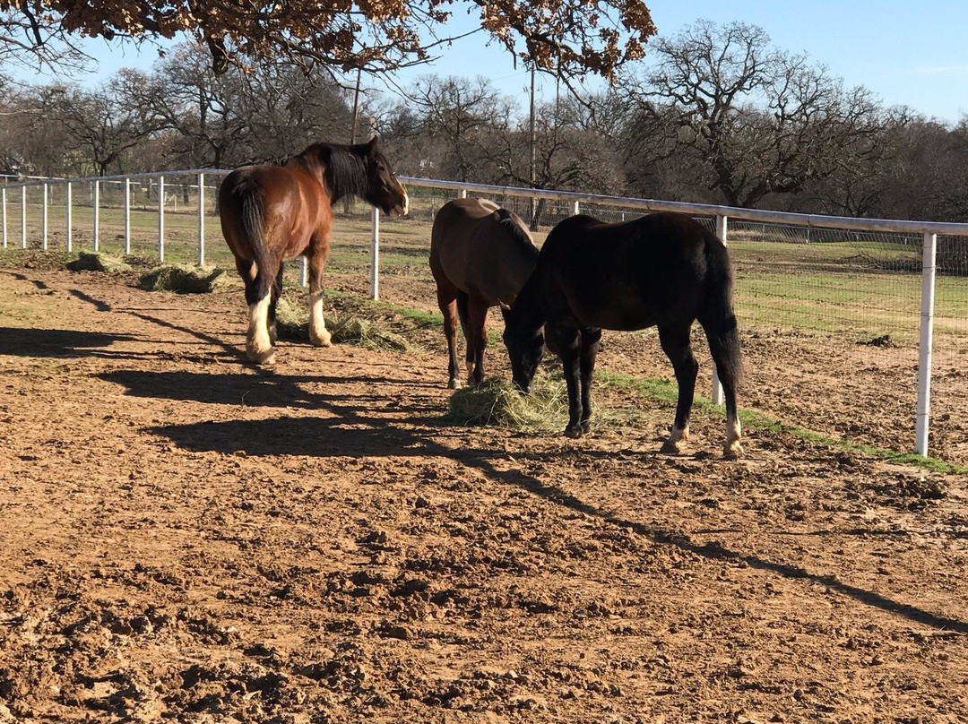 Ranch Hand Rescue-Argyle必去景点